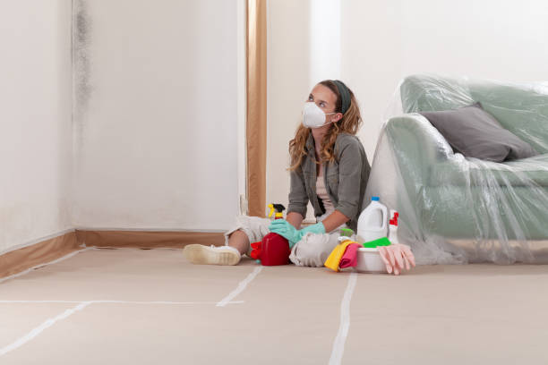 Reliable Mold Remediation contractor in Harrisburg, IL by Cheap Mold Removal