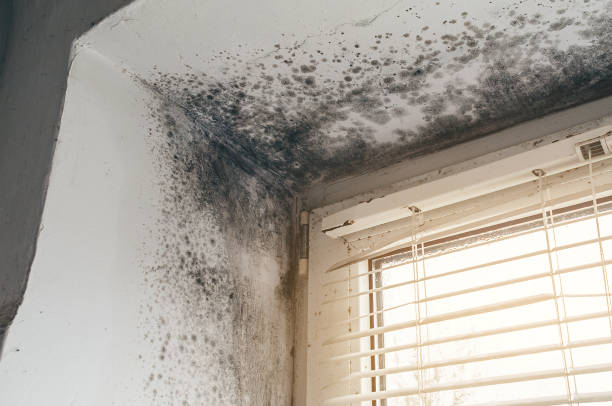 Affordable Mold Remediation solutions in Harrisburg, IL